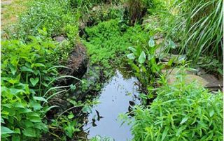 pond growth