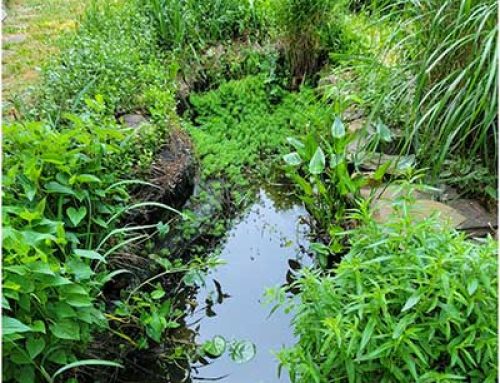 Trimming Overcrowded Aquatic Plants