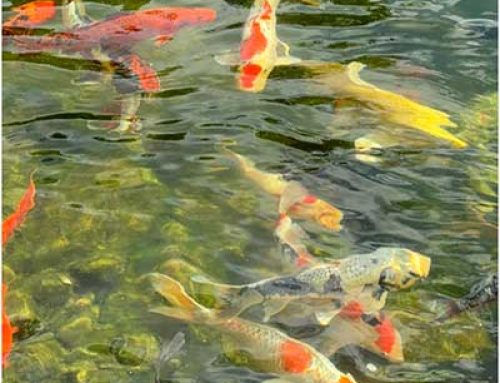Why Aren’t my Koi Growing?