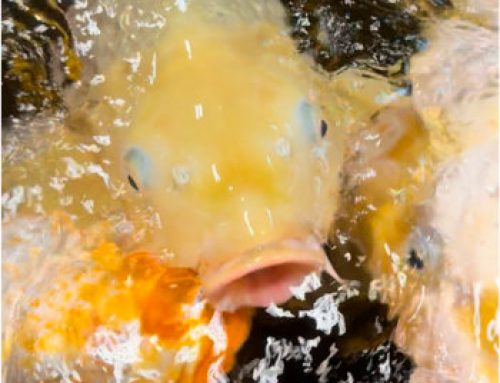 Best Practices for Feeding Pond Fish