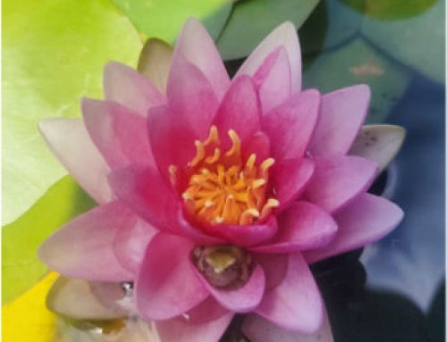 Tips for Growing Beautiful Water Lilies